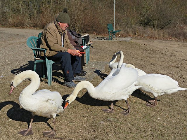 Ein herrlicher Anblick: Schwanenfütterung mit Mais | Foto: Brigitte Melder
