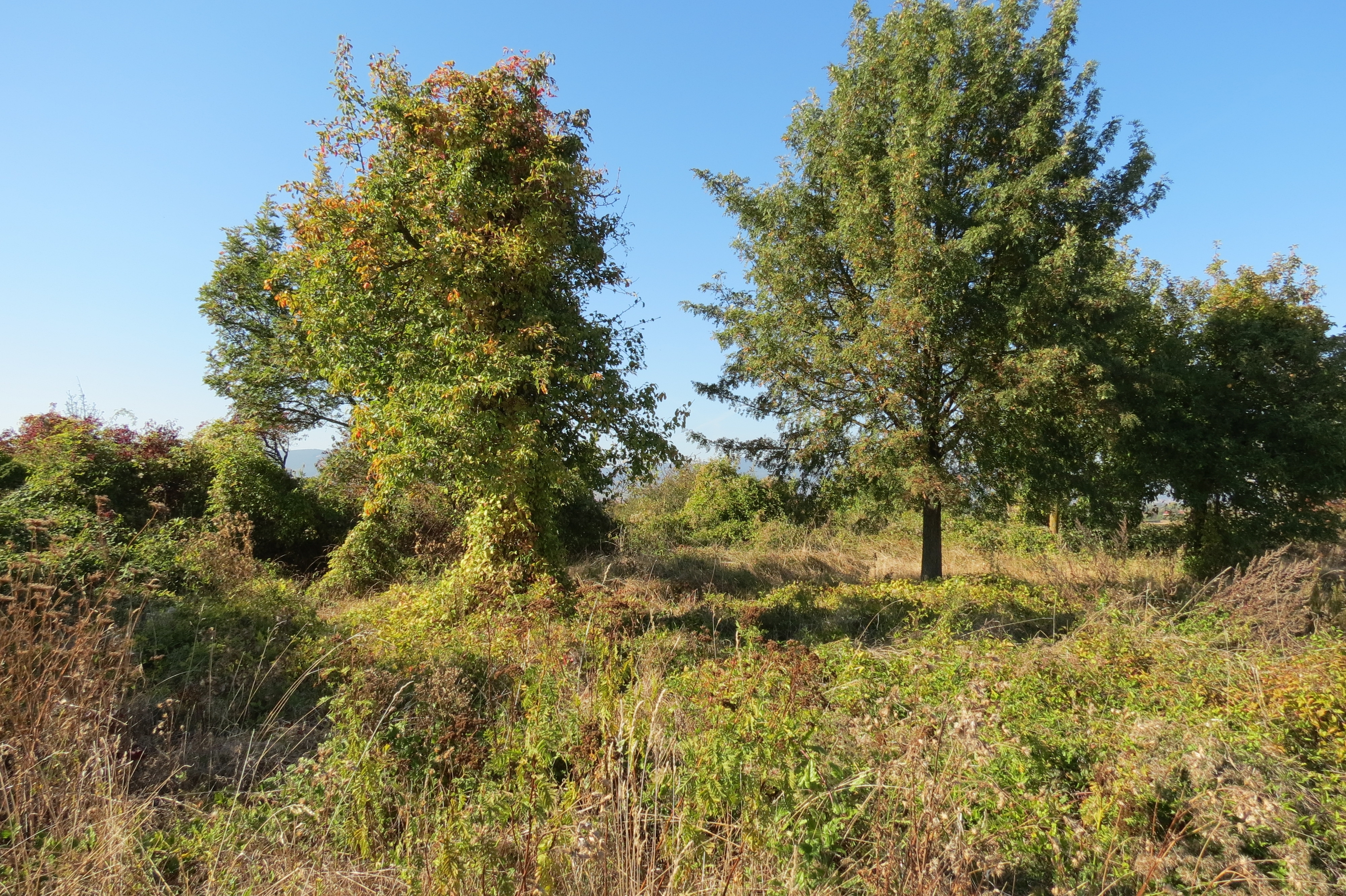 Einsatz für die Natur: Wiesen, Wälder und Biotope sollen in der Südpfalz geschützt werden. Das Bild zeigt eine Obststreuwiese.