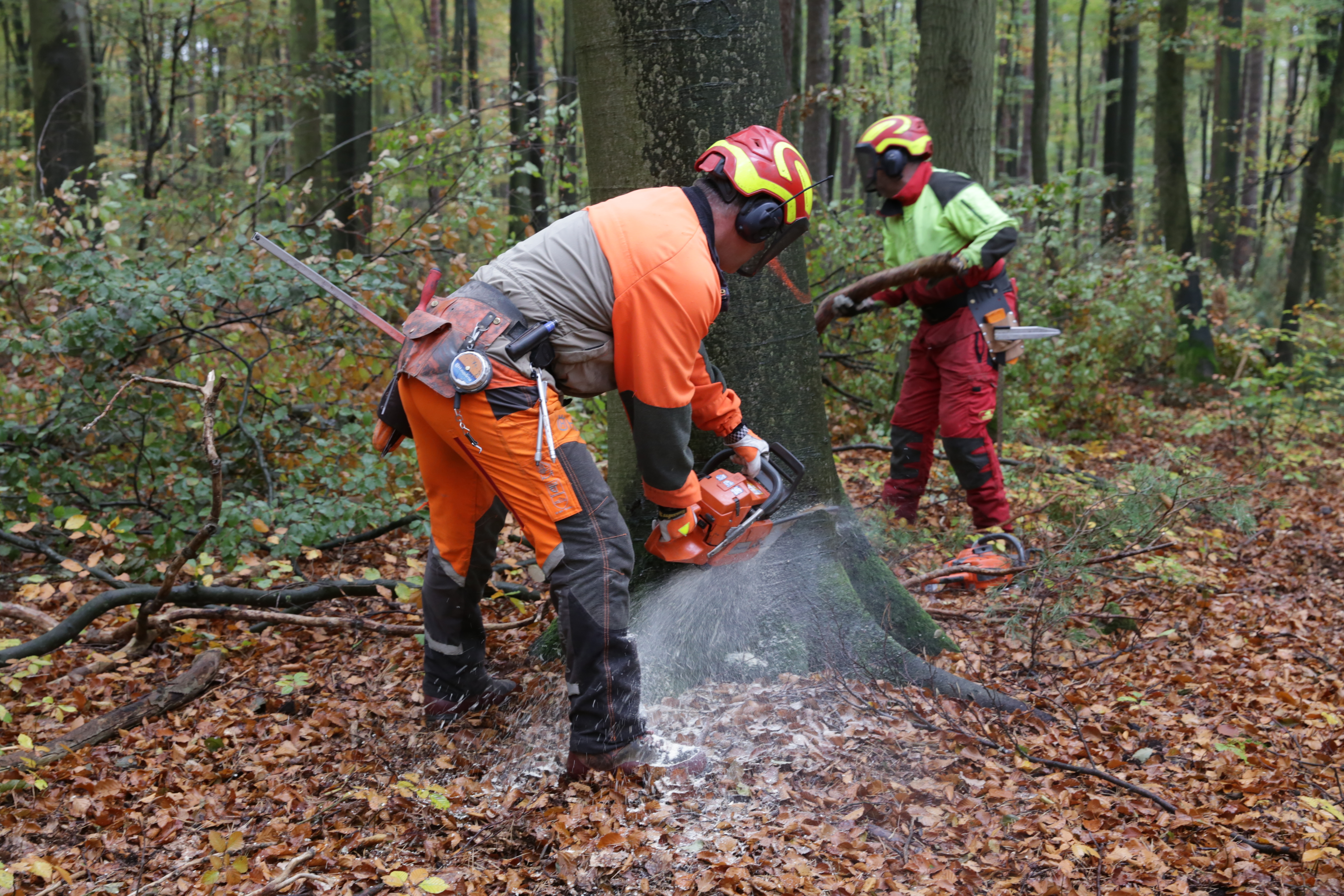 Baumfällarbeiten