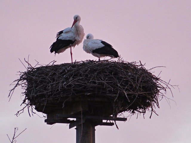 Jetzt ist die Frau auch in Böhl-Iggelheim angekommen.  | Foto: Brigitte Melder