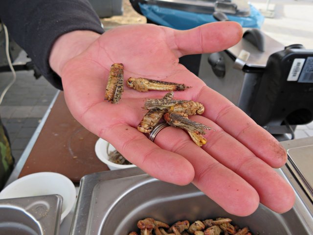 Unbearbeitete Heuschrecken bevor sie serviert werden | Foto: Brigitte Melder