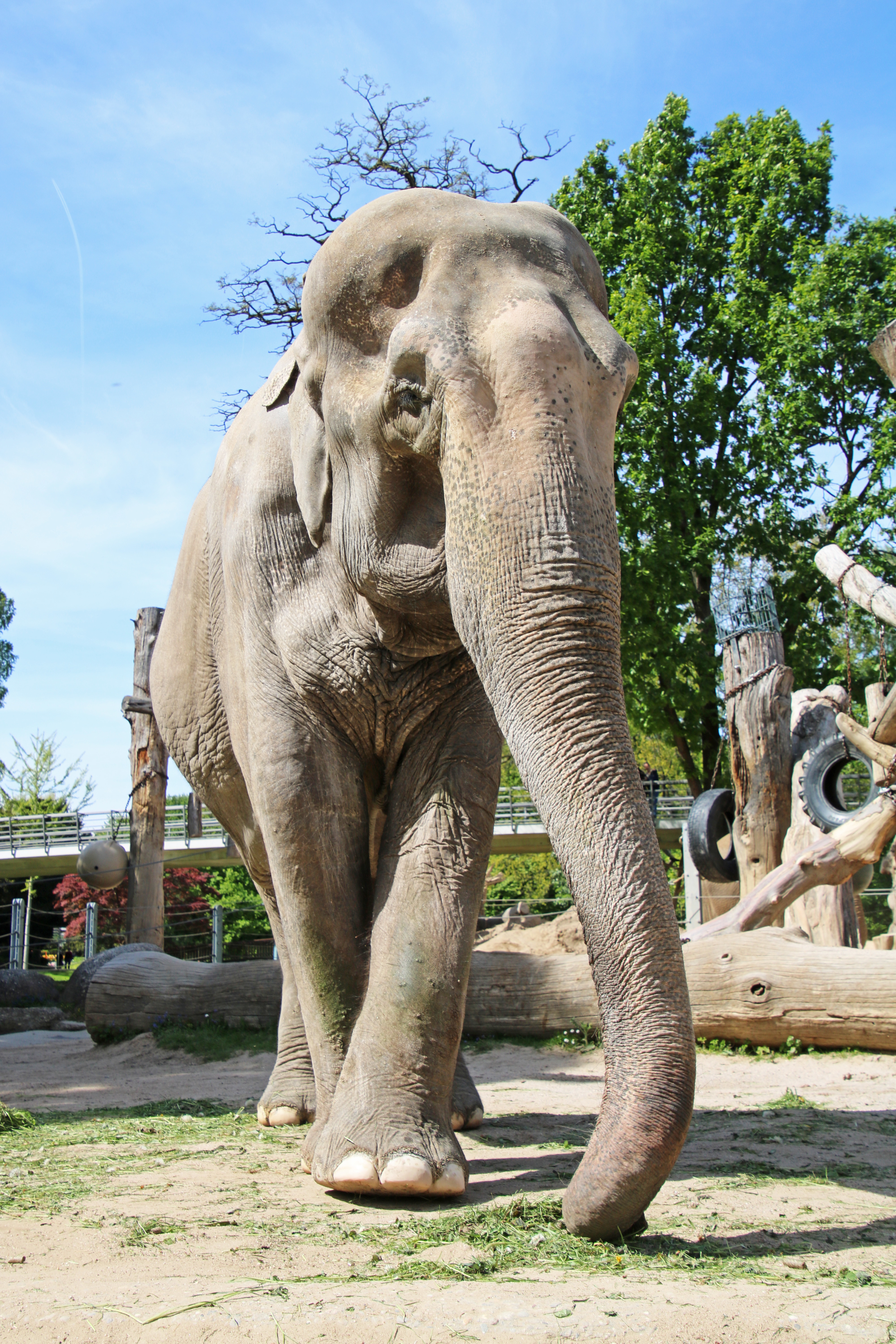 Rani ist am Samstagnachmittag in der Altersresidenz für Asiatische Elefanten gestorben.