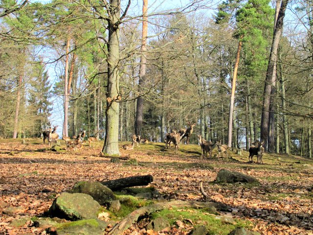 Muffelwild und Rotwild friedlich vereint zum Fotoshoting 