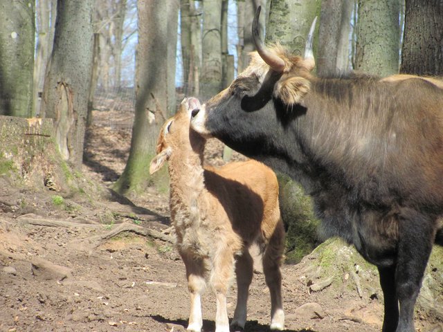ist das nicht wahre Mutterliebe?