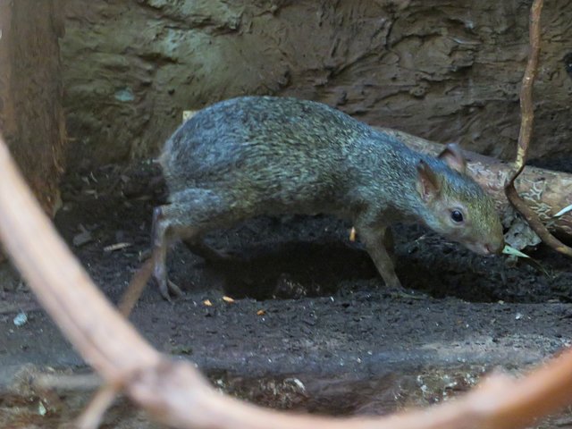 Ein junger Azara-Aguti | Foto: Brigitte Melder