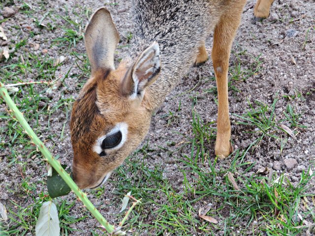 Hungriges Zwergrüsseldikdik mit Kulleraugen | Foto: Brigitte Melder