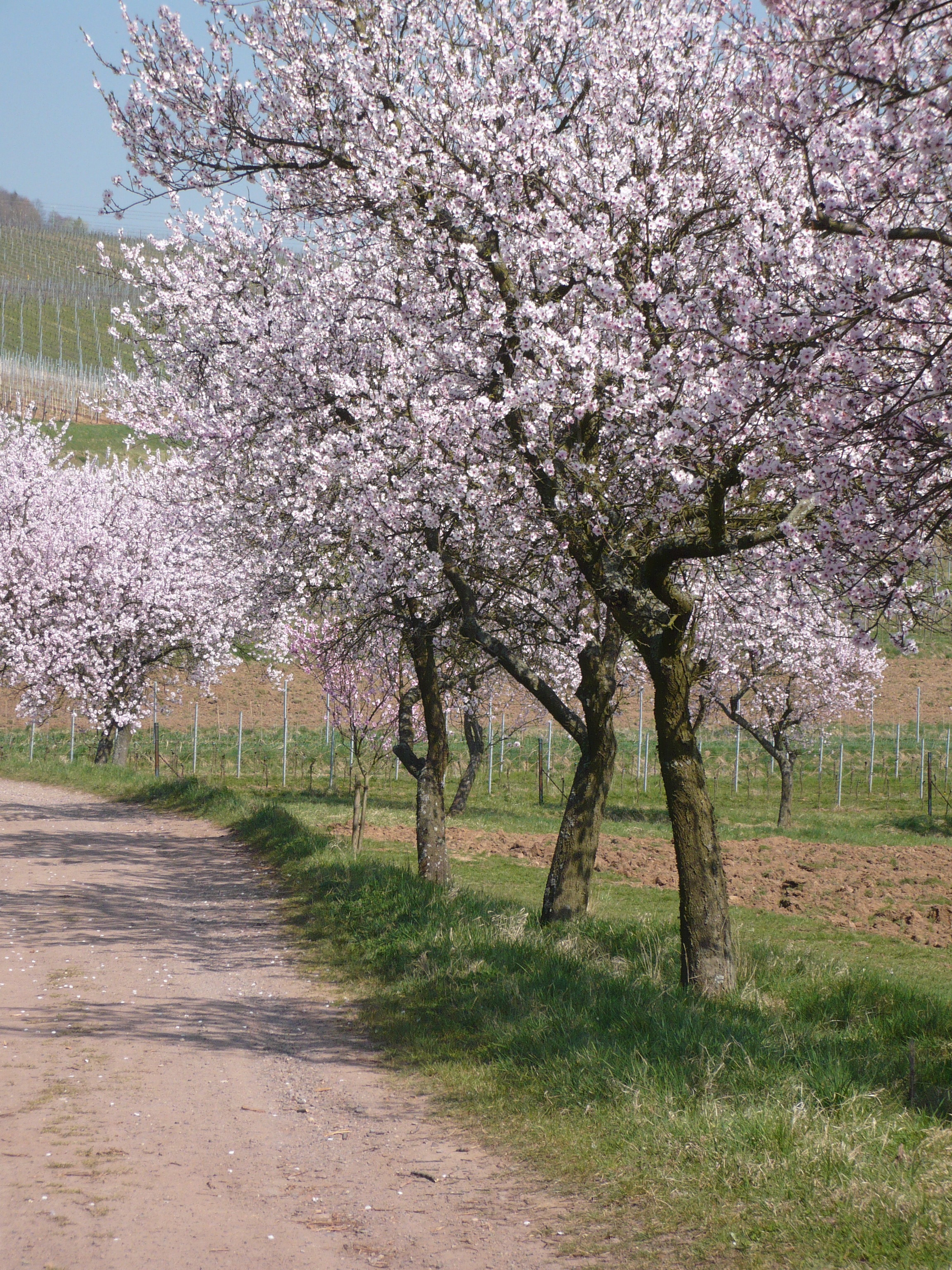 Schon bald stehen die Mandelbäume wieder in voller Blüte.