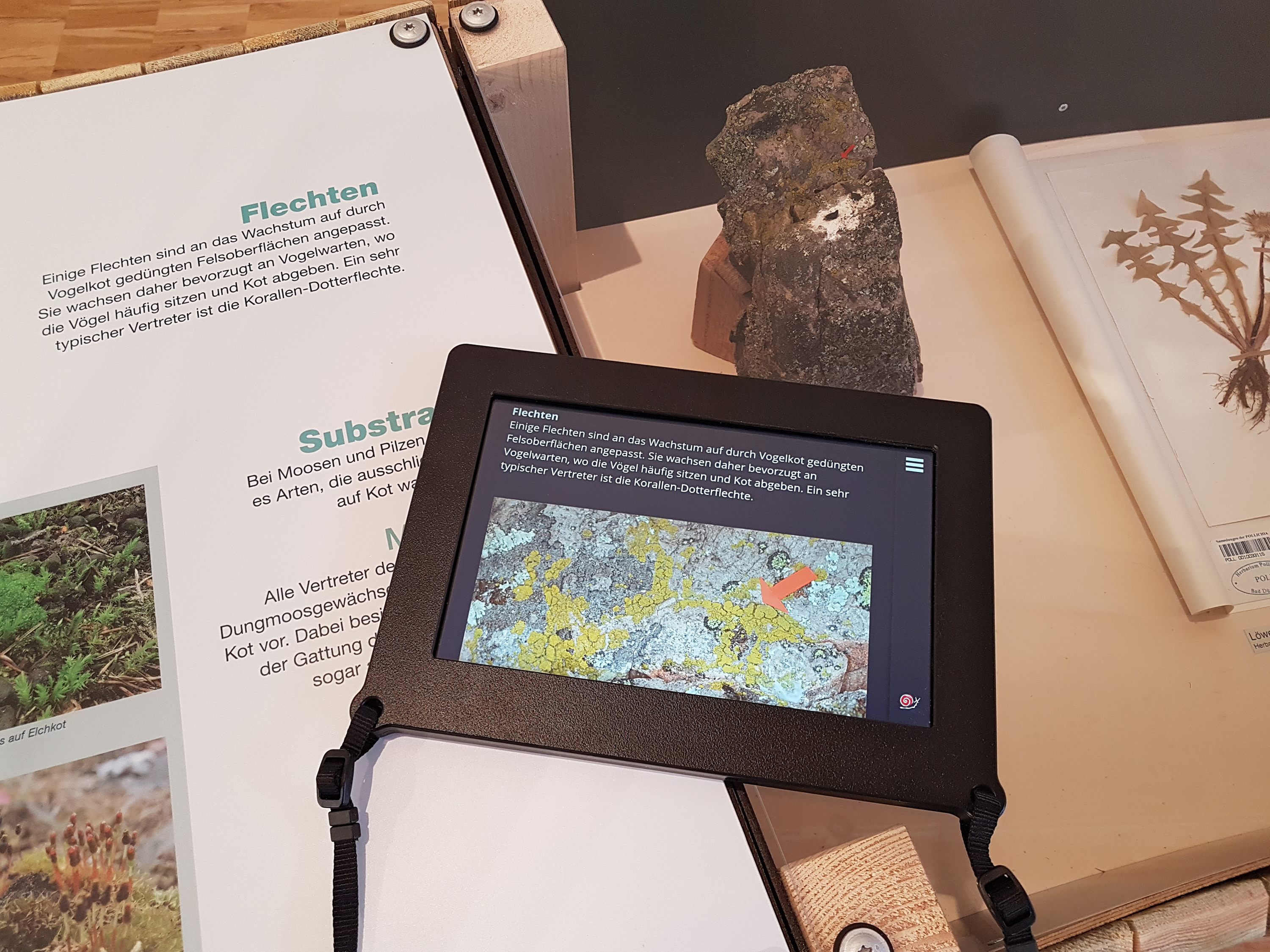 Variable Textgröße und Detailfotos auf den Tablets im Pfalzmuseum. Foto: Pfalzmuseum für Naturkunde