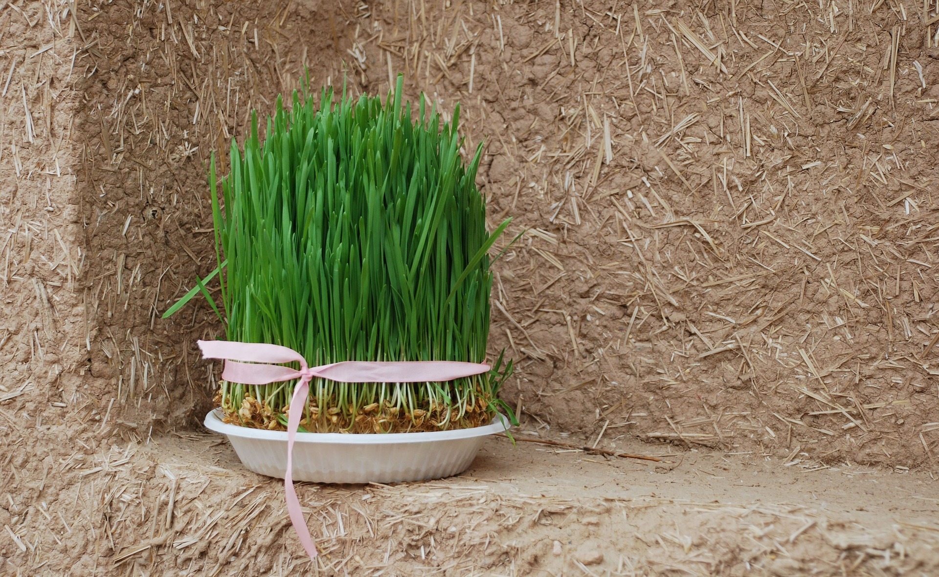 Mit dem Norouz-Fest wird in der Fruchthalle der Frühlingsanfang gefeiert