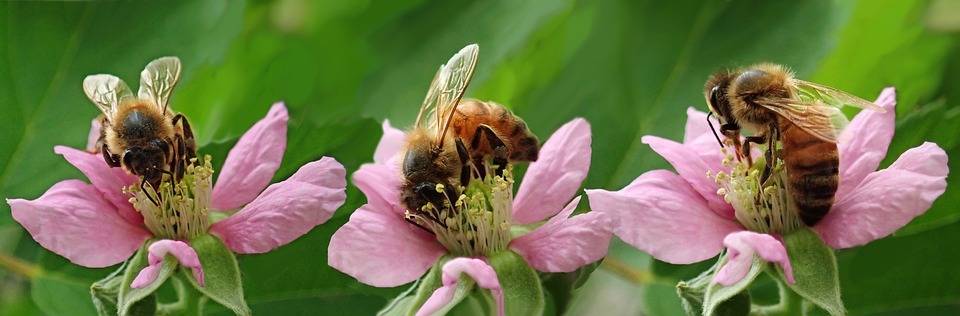 Brombeerblüten dienen den Bienen als Nahrungsquelle.