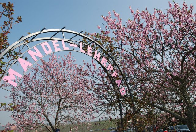 Willkommen im Mandelblüten-Lehrpfad. | Foto: Pacher
