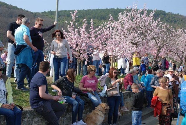 Wer das Bad in der Menge liebt, ist beim Mandelblütenfest am richtigen Ort. | Foto: Pacher