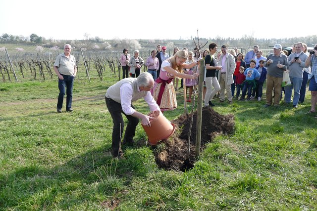 Baumpflanzung mit Mandelblütenkönigin Ronja Hettinger.  | Foto: Kermann