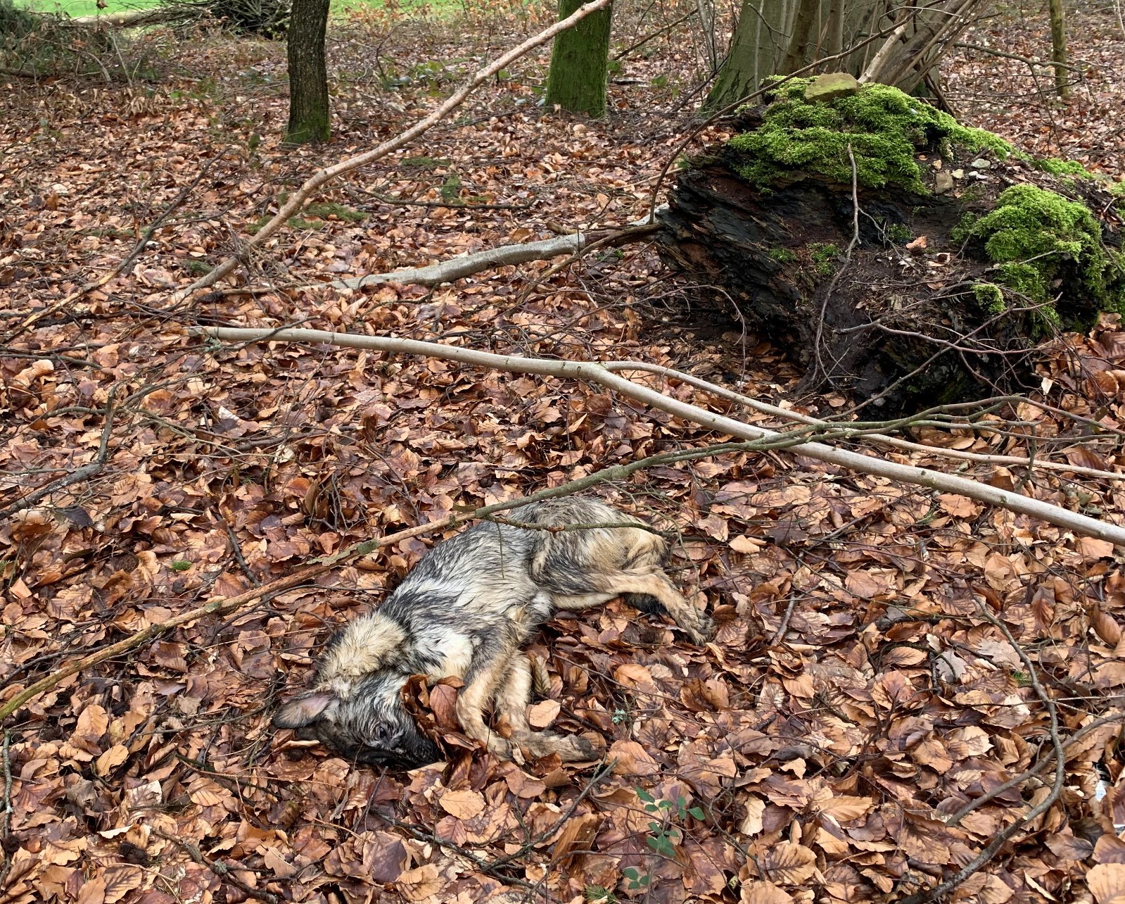 Die Hunde wirken ungepflegt, hatten verfilztes Fell und lange Krallen.