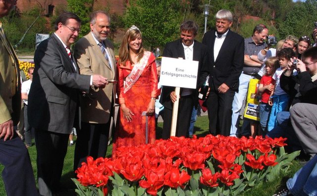 die erste extra für Kaiserslautern gezüchtete Tulpe 