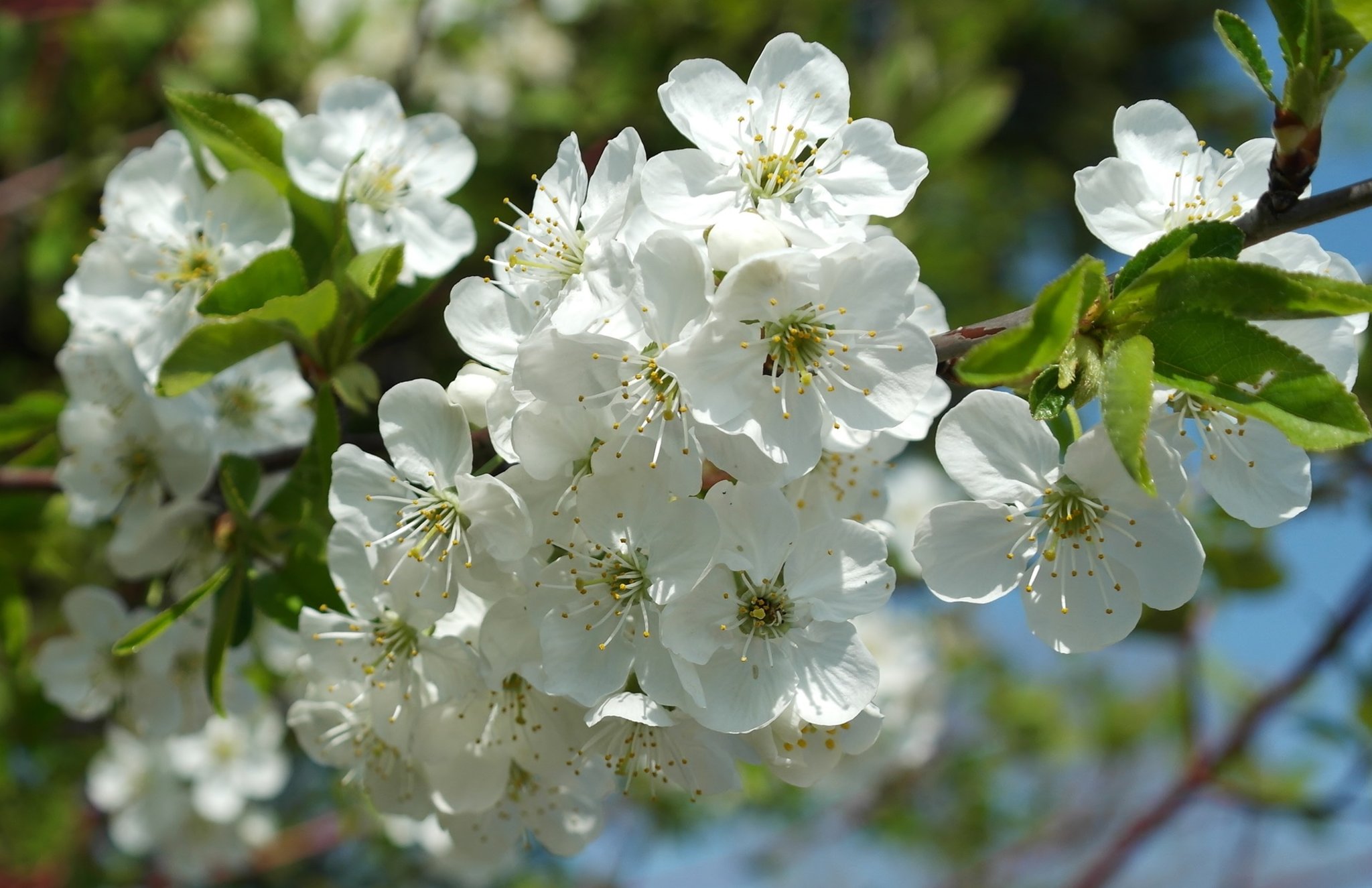 Цветение плодовых деревьев весной. Яблоня флорина цветение. Яблоня красивоцветущая. Цветущие плодовые деревья. Цветение плодовых деревьев весной.