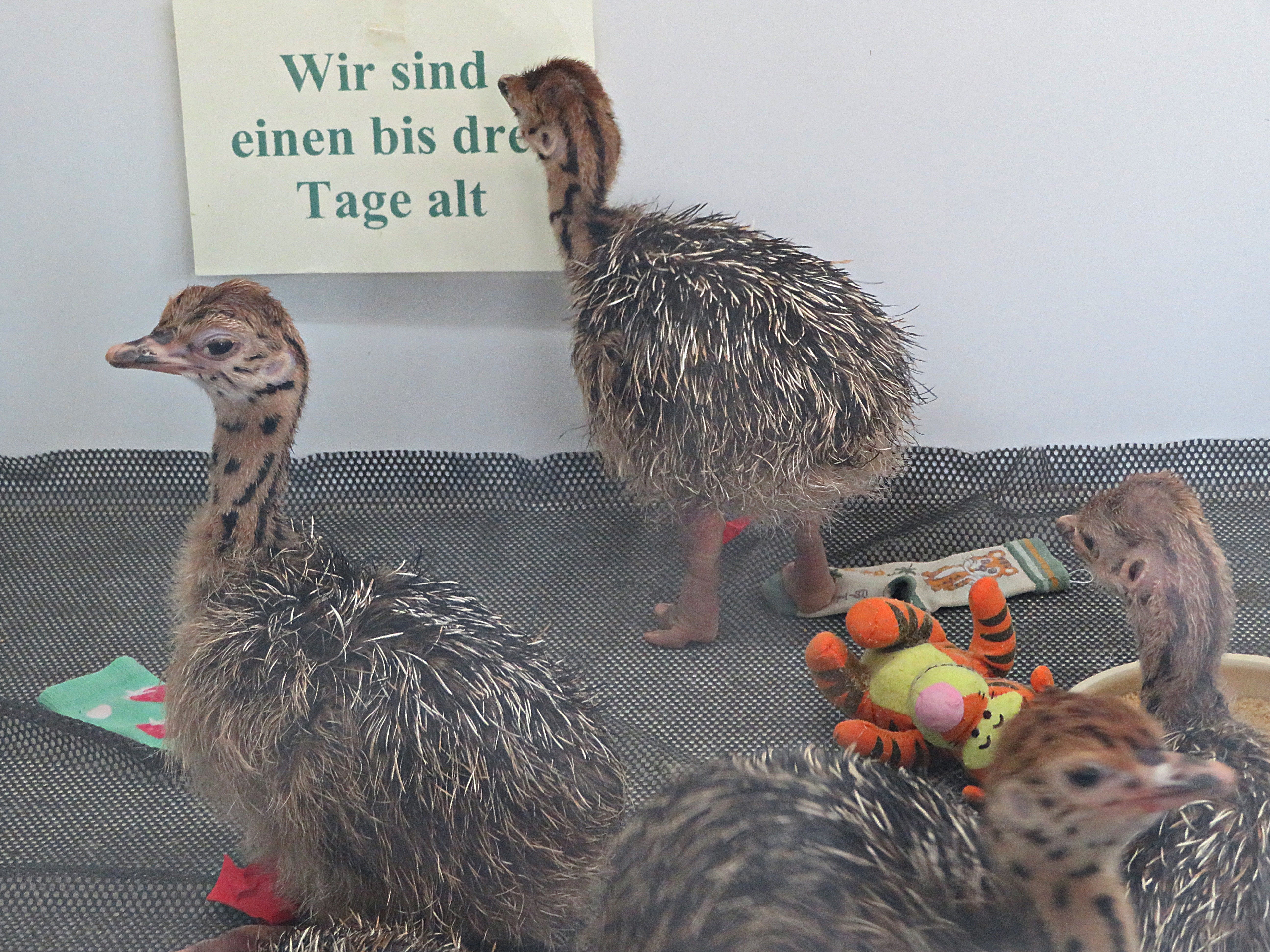 Verflixt! Was steht denn da?