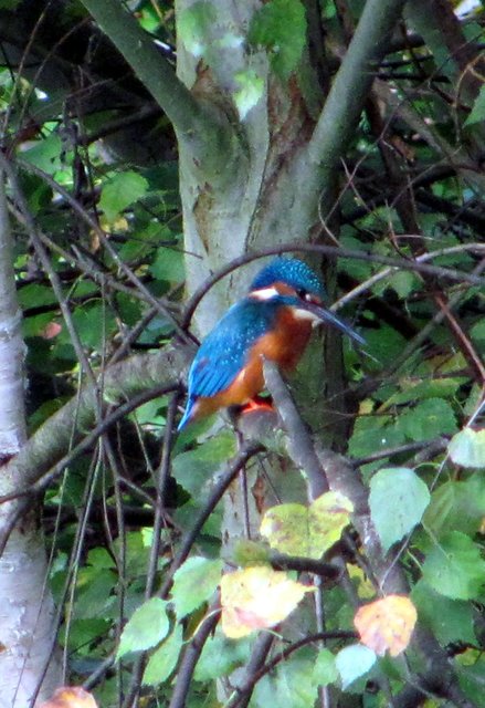 wer viel Glück, Geduld und ein gutes Auge hat kann auch Zeitweise den Eisvogel am kleinen Weiher am Steinbruch sichten
