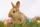 Zu Ostern bringt der Hase die Eier.   | Foto: Tim Reckmann/pixelio.de