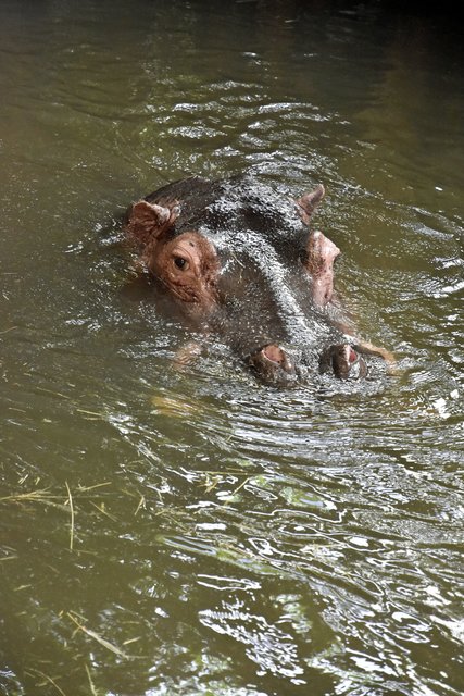 Flußpferd - Hippo. im Innenraum. Platsch und Kathy heißen die beiden in Karlsruhe | Foto: Stefan Jehle