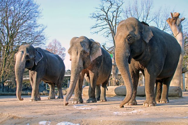 Elefanten-Trio, im Zoo - Jan. 2017. Rani, Nanda, Jenny (v.l.) | Foto: Timo Deible