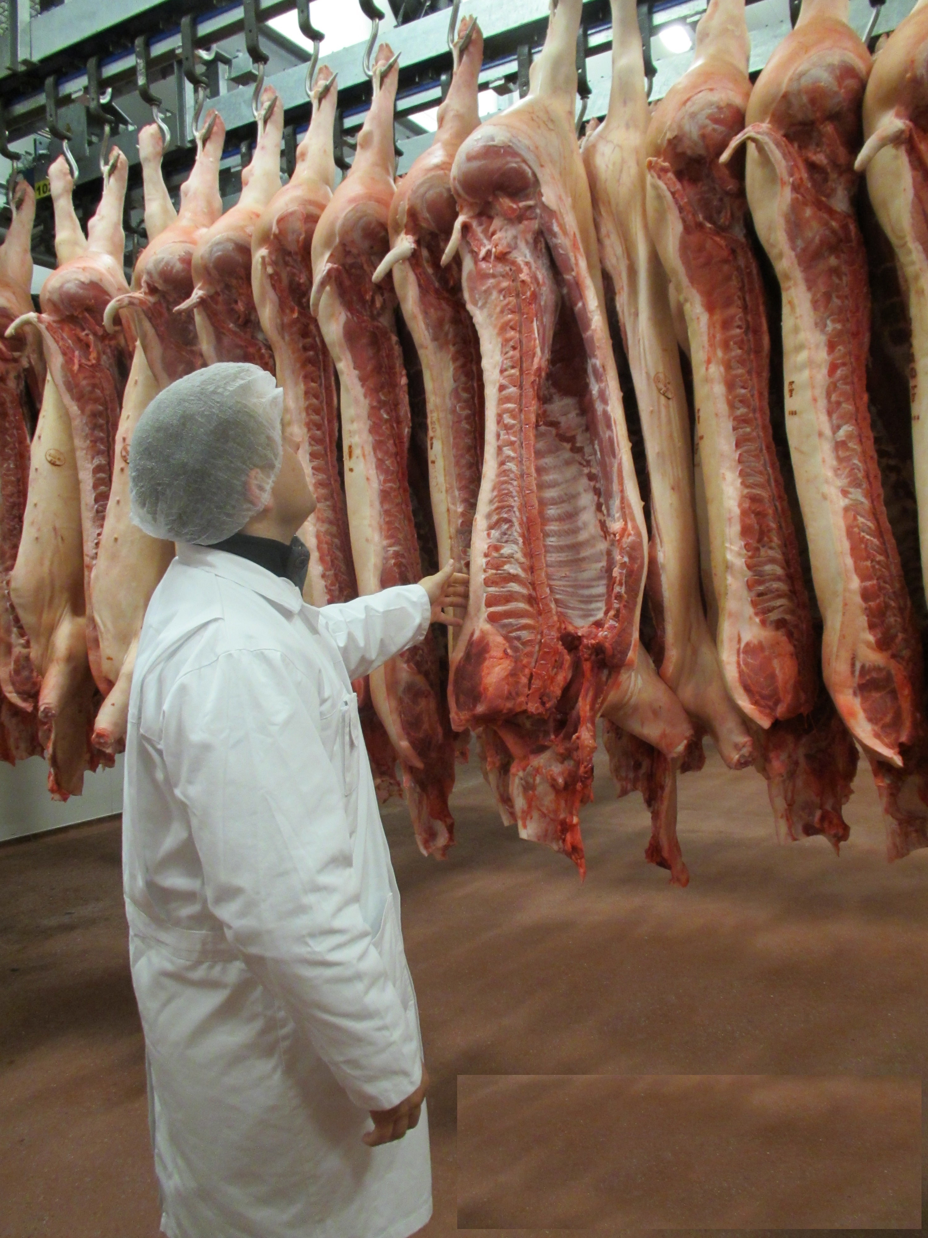 Beurteilung von Schweinehälften