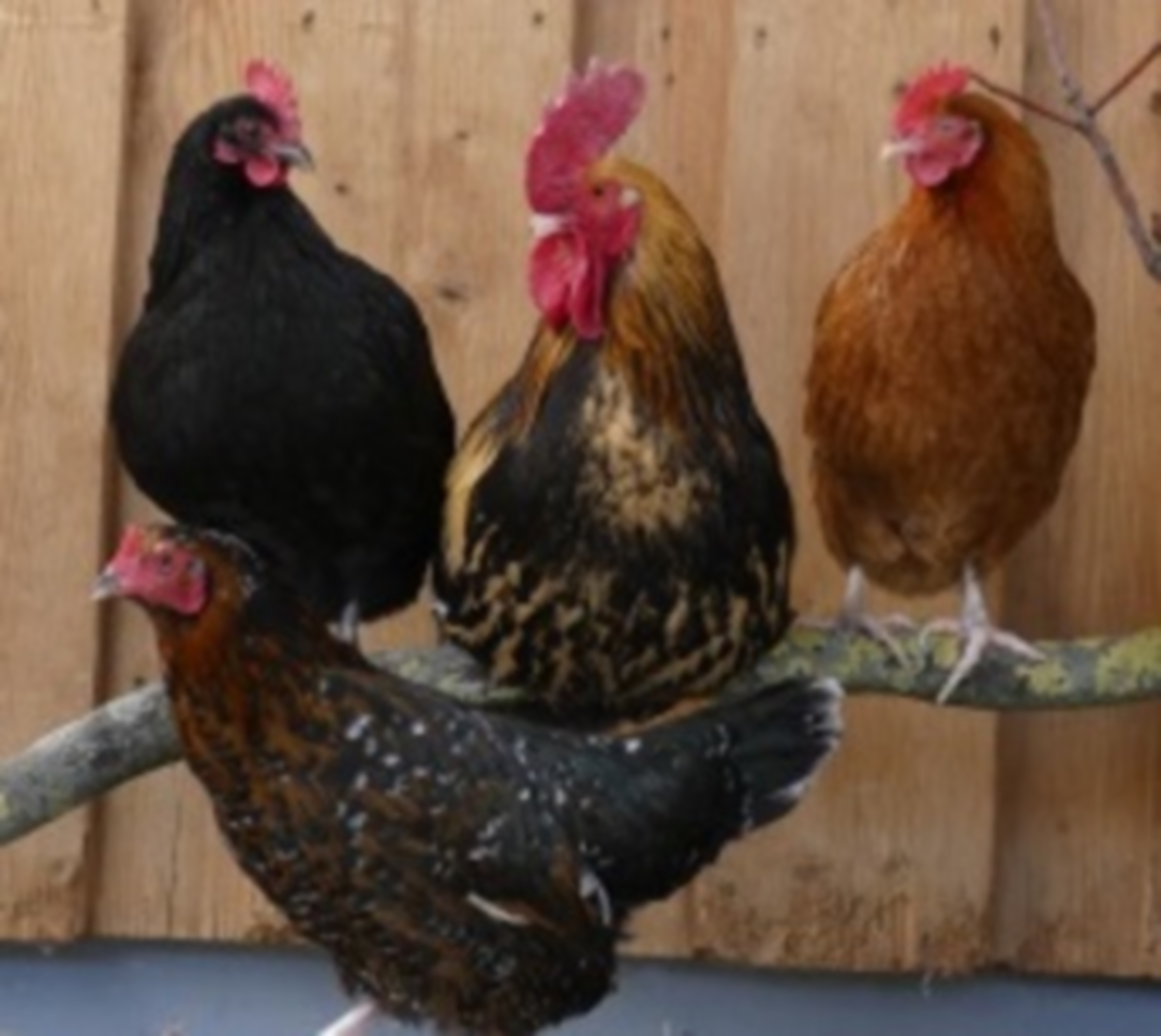 Viele Hähne und Hennen suchen ein Zuhause.