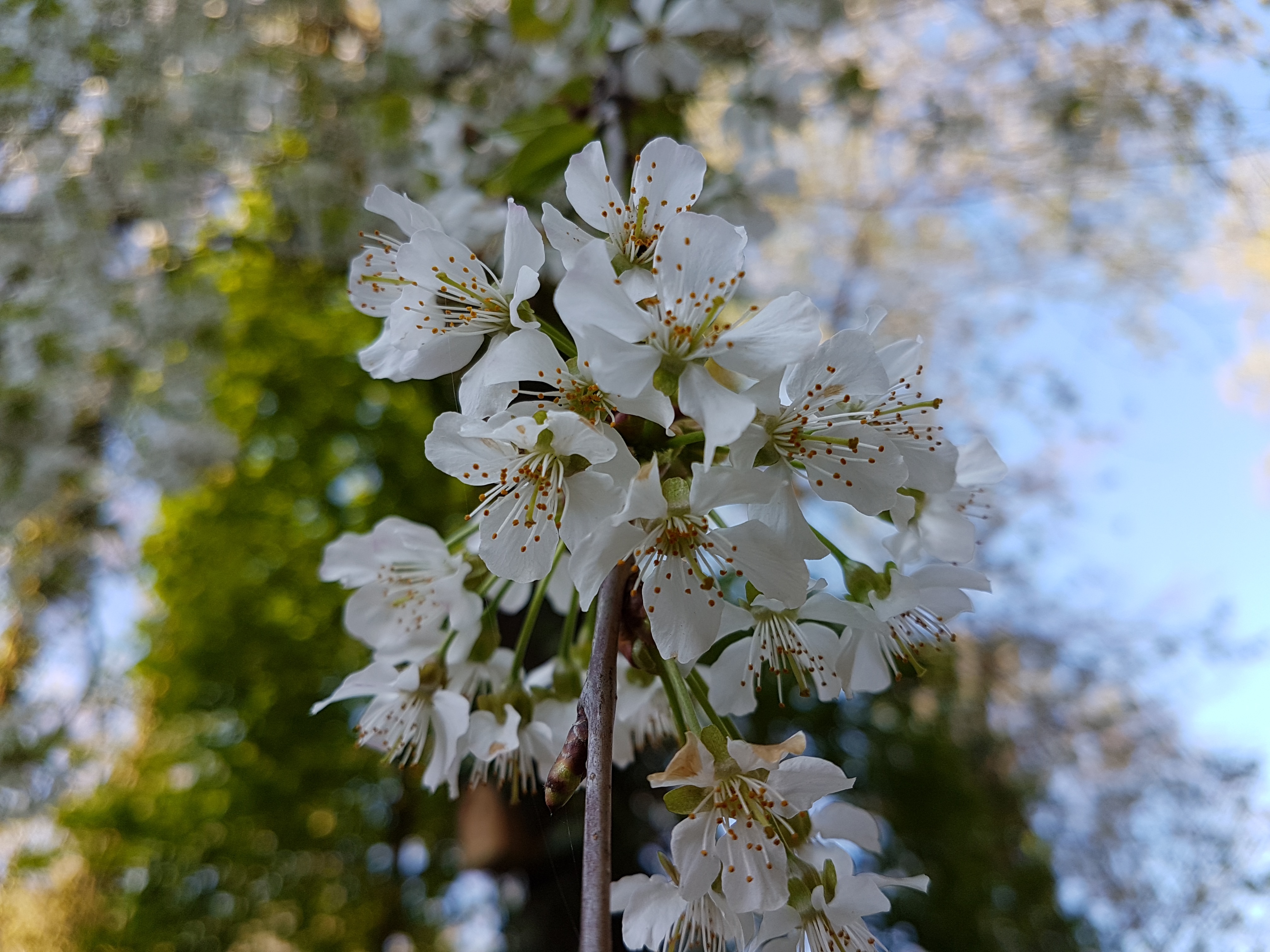 Schön anzuschauen: die Kirschblüte.