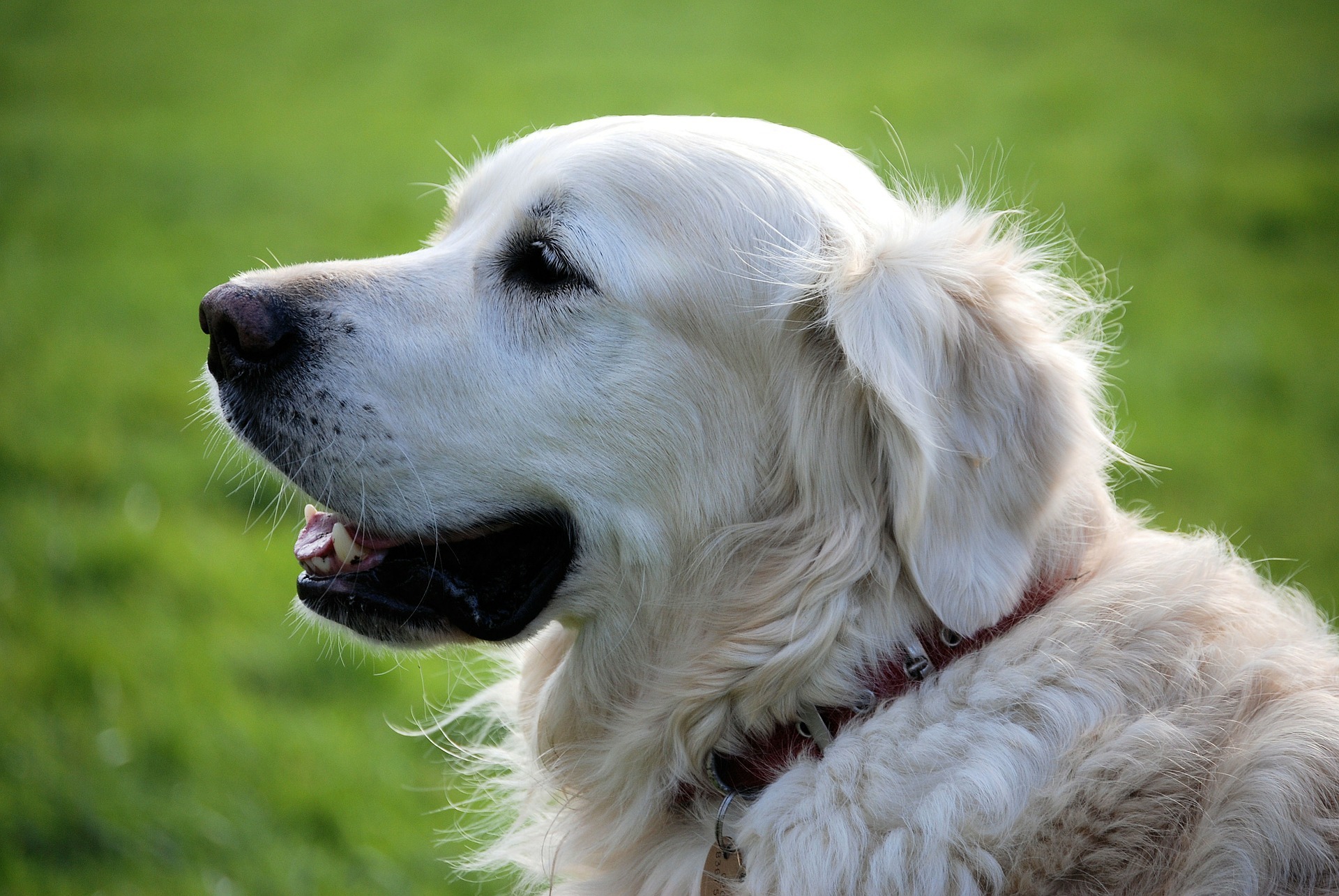 Der Hundeauslaufplatz am Ostpark ist aktuell gesperrt.
