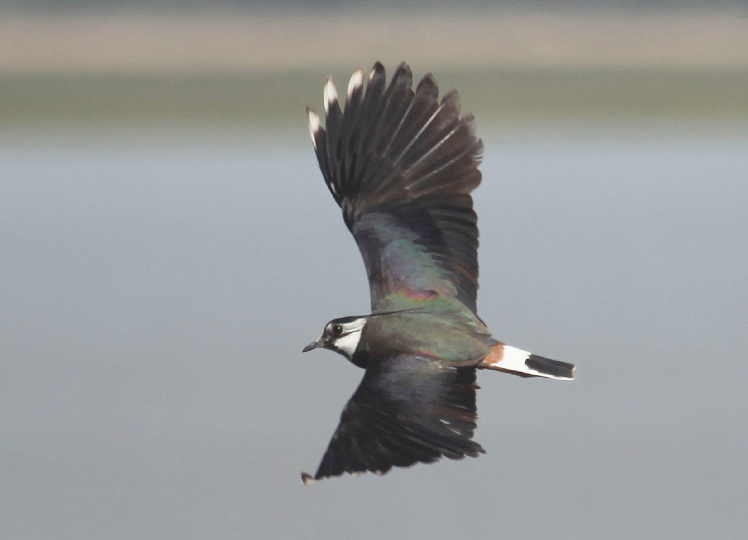 Vogelarten wie Kiebitz und Bekassine könnten sich am Kranichwoog wieder einstellen Foto: A. Weis