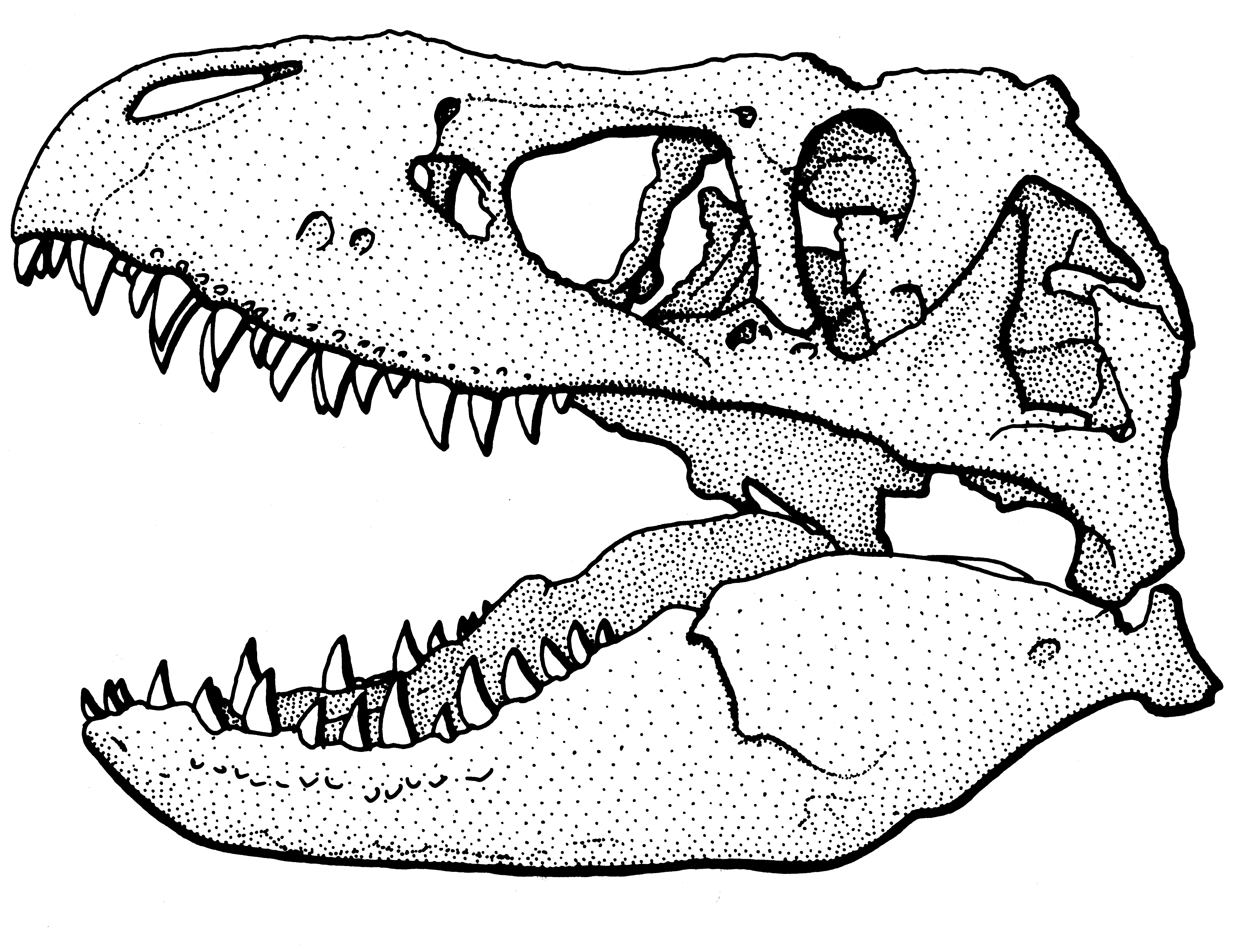Wissenschaftliche Zeichnung eines Tyrannosaurus-Schädels – eines der vielen Motive, die zur Auswahl stehen. Zeichnung: Frank Wieland