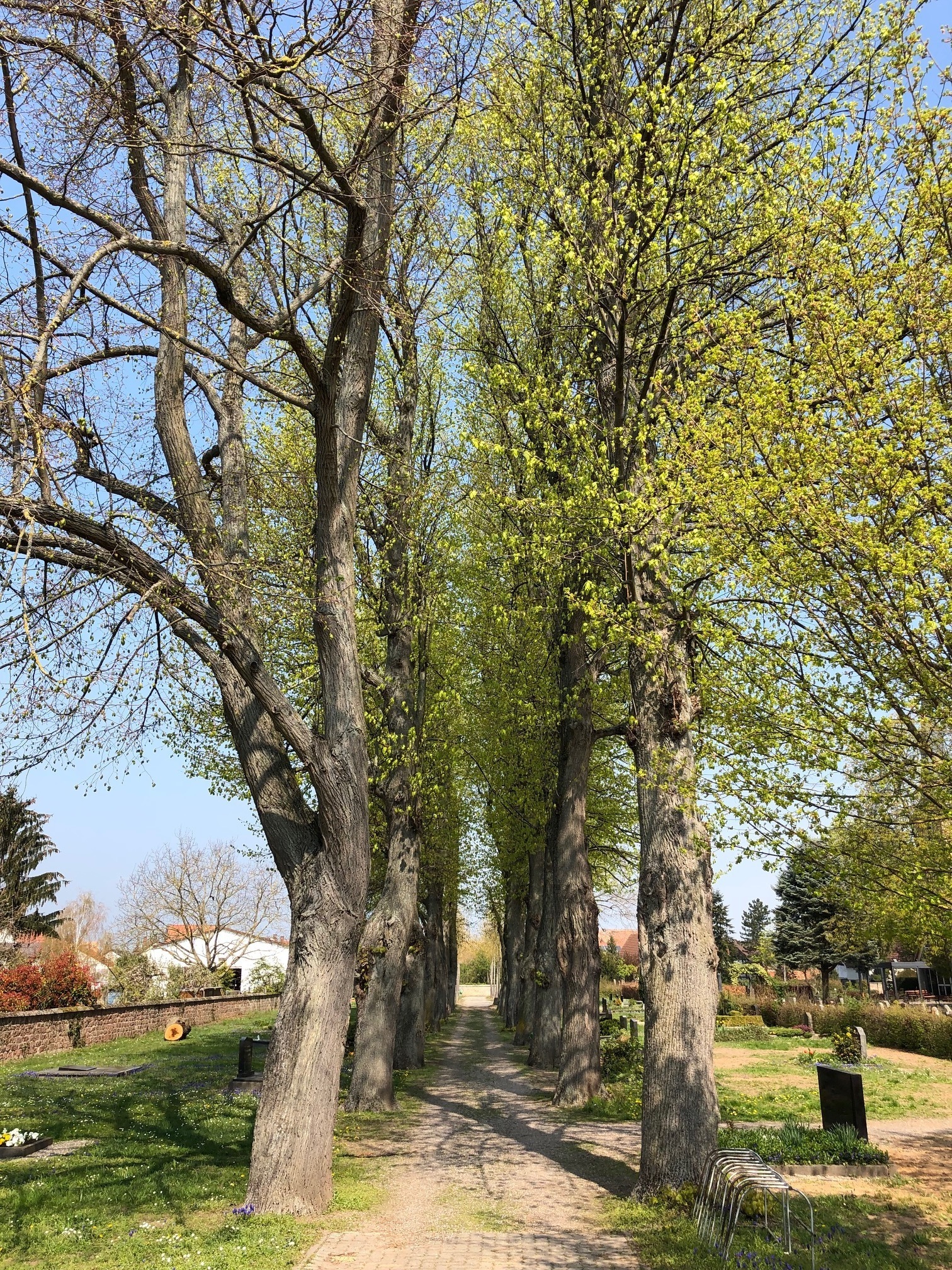 Die Gommersheimer Lindenallee.