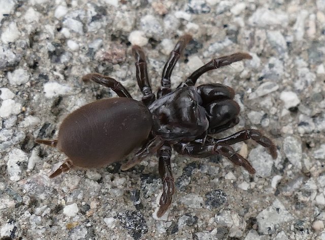 Die Tapezierspinne steht auf der Roten Liste der vom Aussterben bedrohten Tiere.