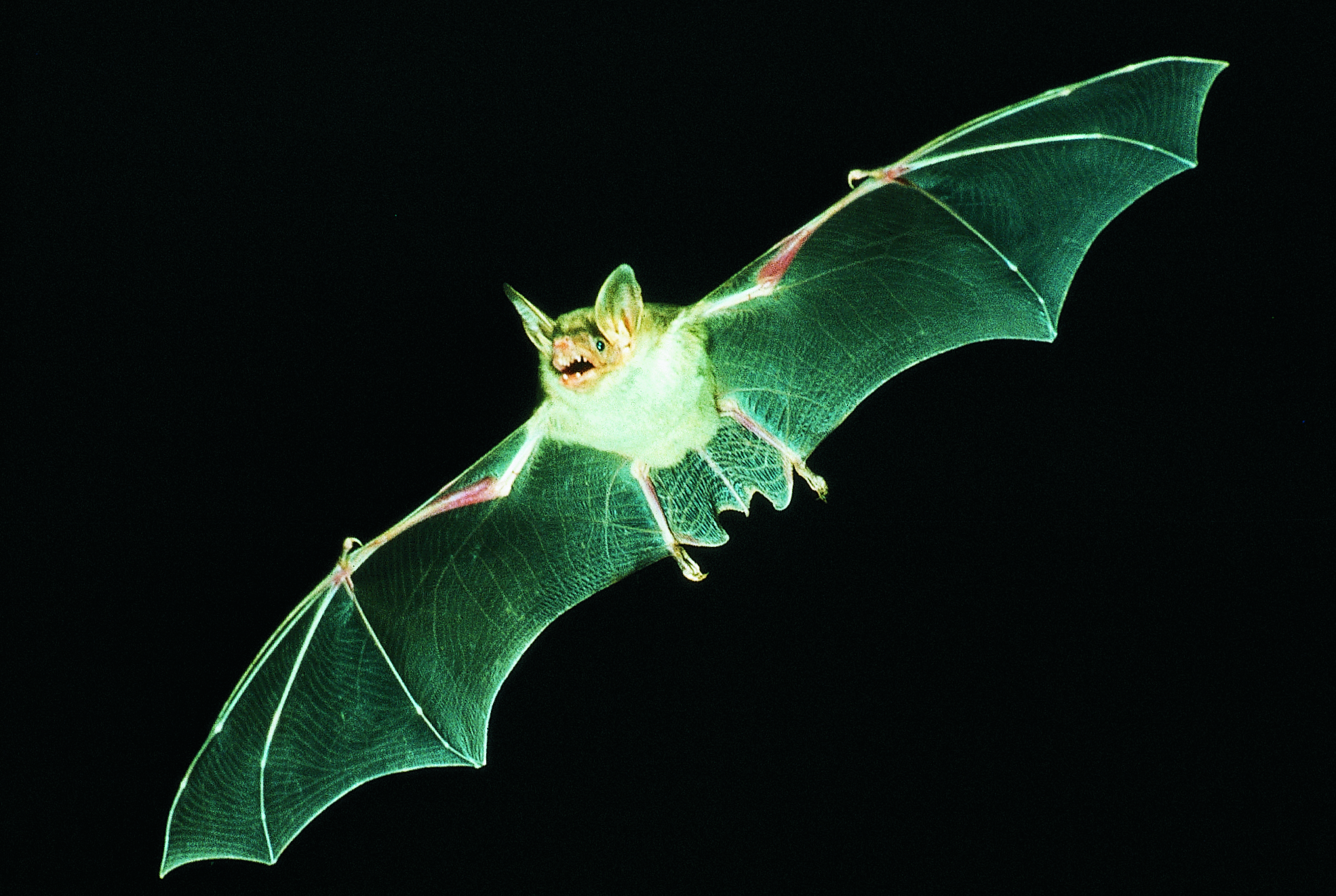 Die Mausohr-Fledermaus fliegt durch die Nacht.