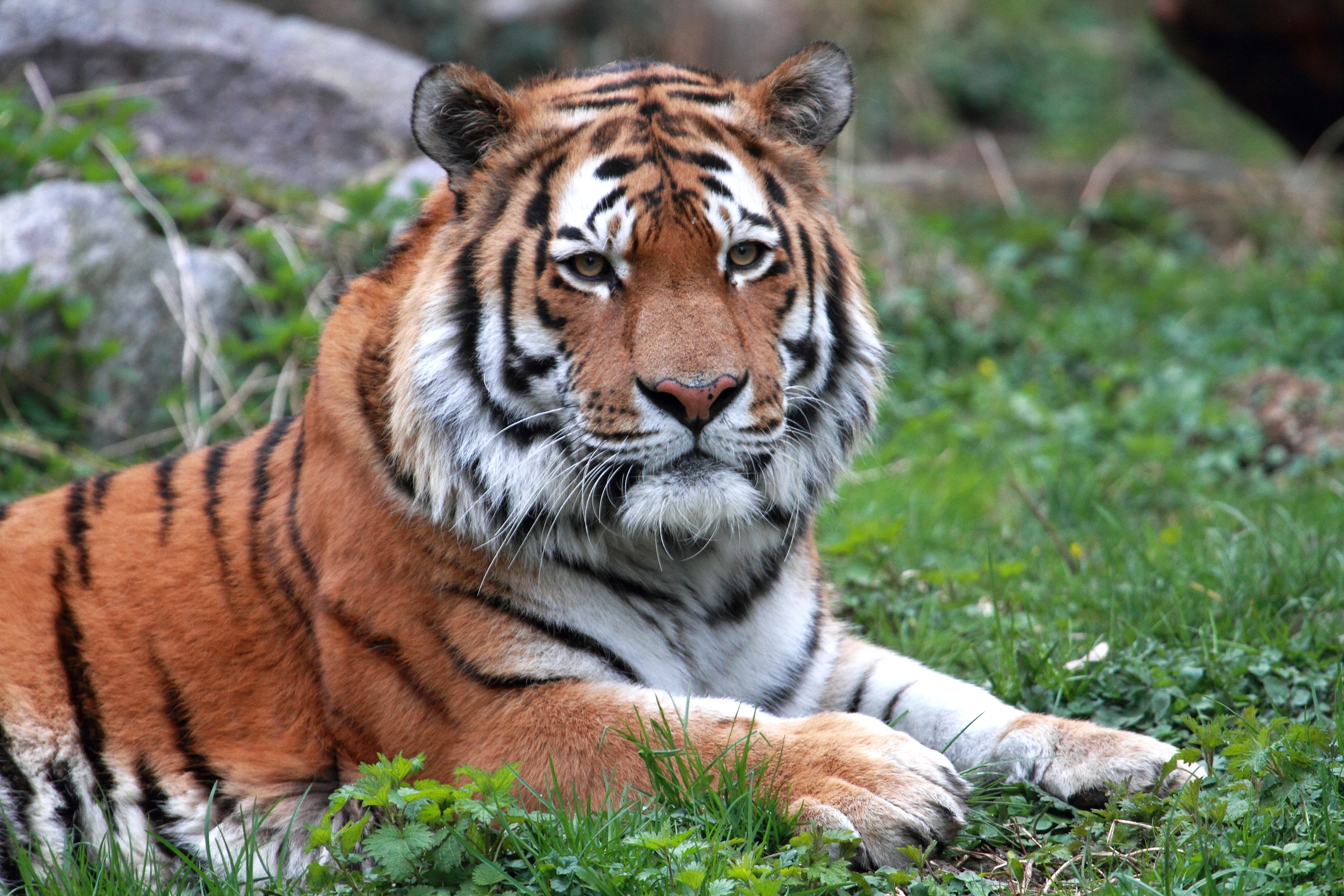 Tiger Igor