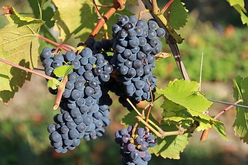 Nachwuchstalente gesucht. Anmeldeschluss für den Jungwinzer-Wettbewerb ist am 30. April. F oto: pixabay