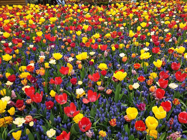 Blütenpracht im Blumenparadies Keukenhof bei Amsterdam. | Foto: Harald Schönig