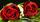 Der Gewerbeverein verteilt am Muttertag Rosen auf dem Haßlocher Marktplatz.  | Foto:  pixabay