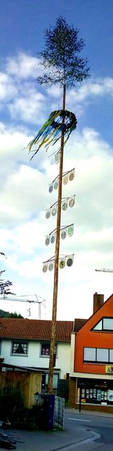 zwanzig Meter Maibaum plus drei Meter Birkenspitzchen | Foto: W. G. Stähle