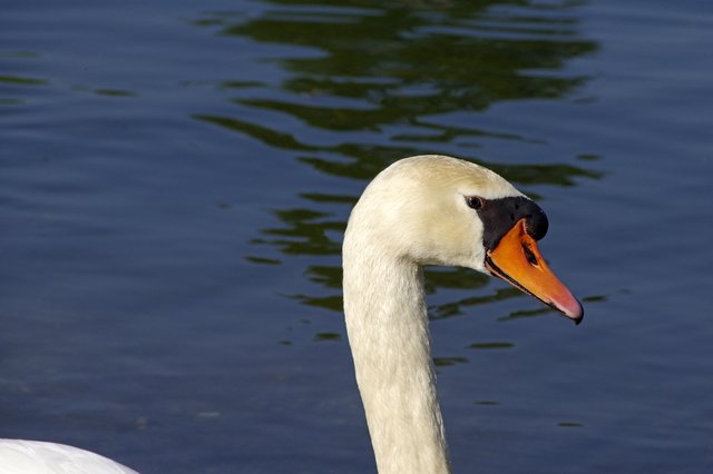 Derweil dreht Papa Schwan ne Runde auf dem Weiher | Foto: Ilona Schäfer