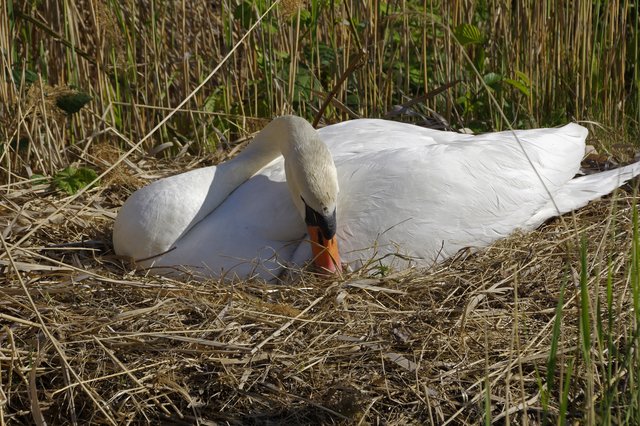 Und wieder gemütlich niederlassen... | Foto: Ilona Schäfer