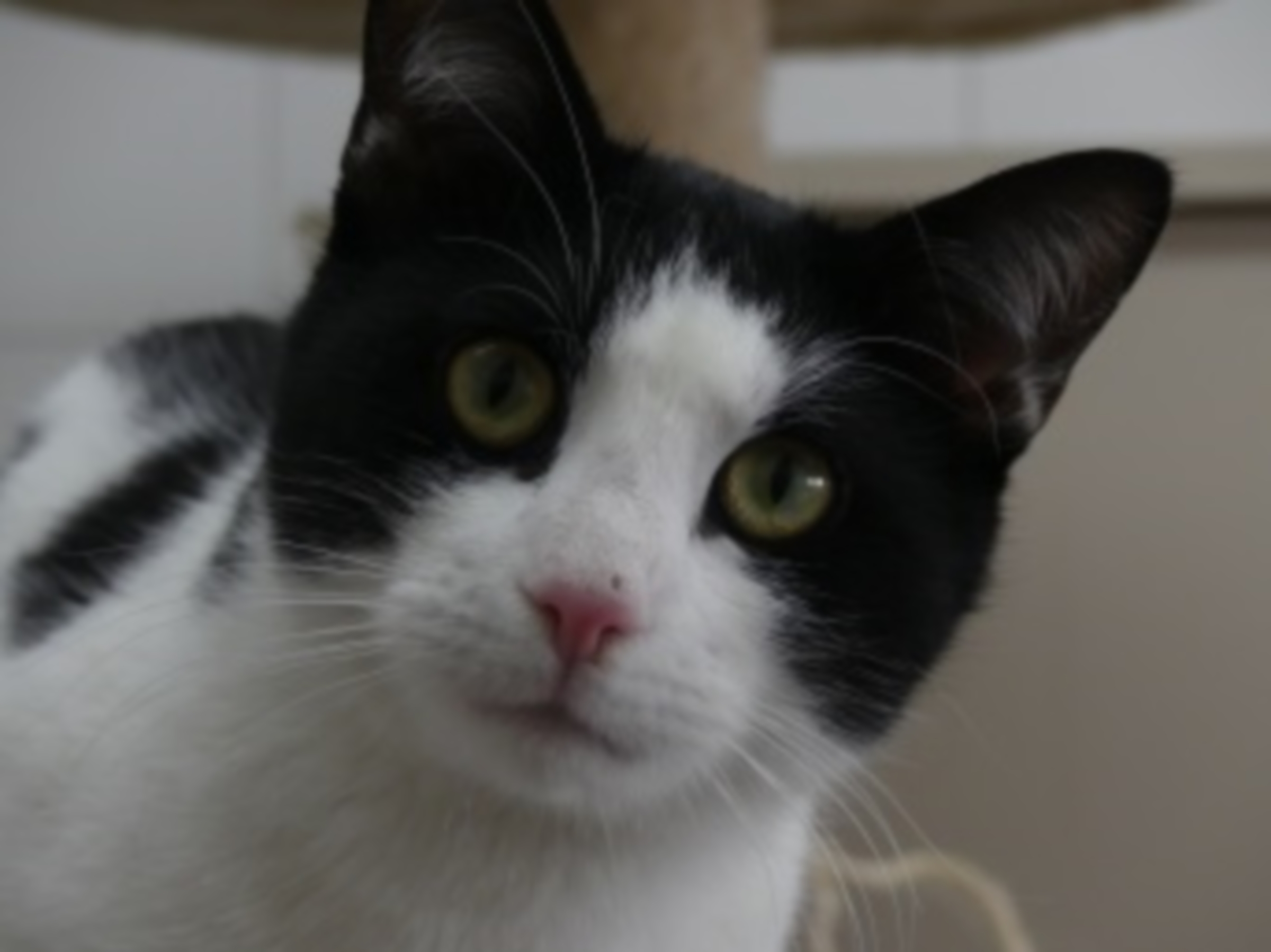 Eddie ist seit kurzem in der Tiernotaufnahmestation. Foto: PS