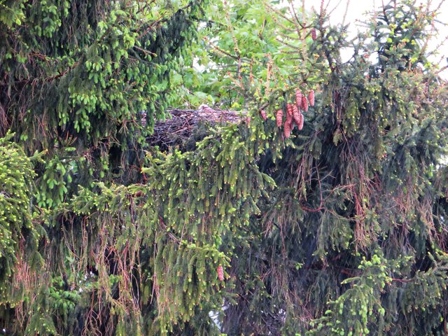 Hätten Sie das Nest entdeckt? | Foto: Brigitte Melder