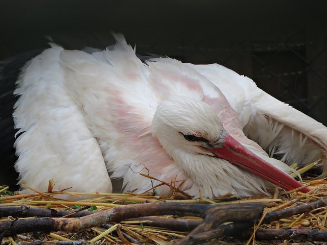 Die Storchenmama wärmt ihre Jungen und schützt vor Regen | Foto: Brigitte Melder