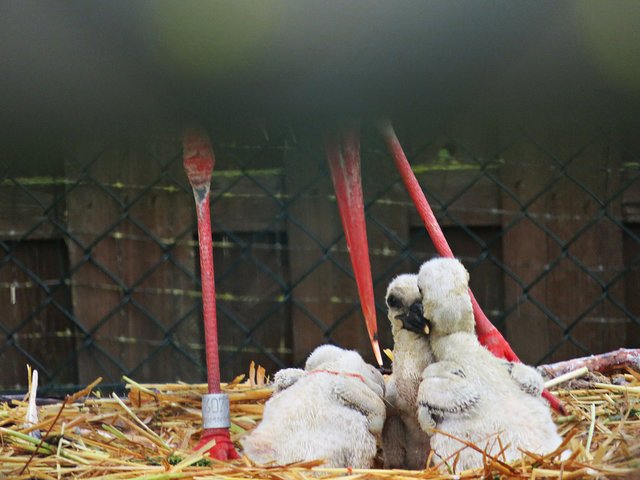 Mist Wetter und so kalt | Foto: Brigitte Melder