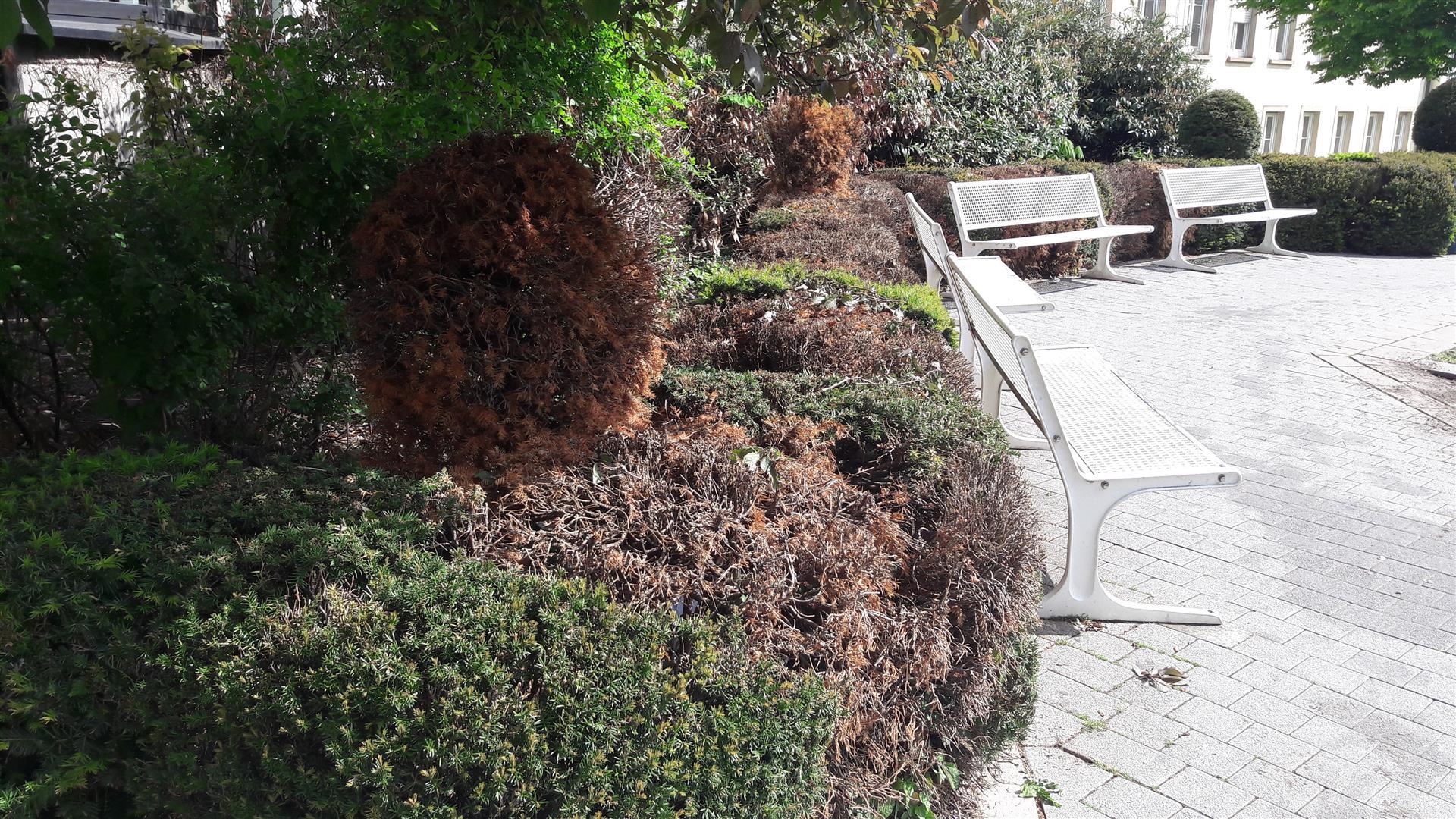Hecke mit Pilzbefall. Foto: Pressestelle Frankenthal