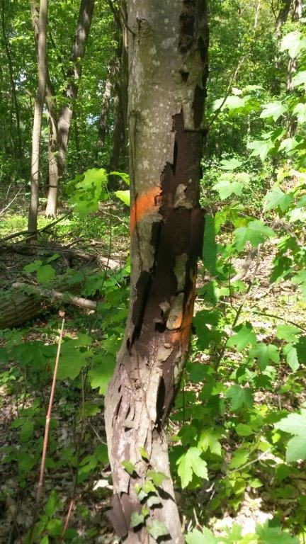 Das Bild zeigt einen erkrankten Ahornbaum im Haßlocher Wald. Deutlich zu erkennen sind die schwarzen Sporen, von denen auch der Name Rußrindenkrankheit stammt.