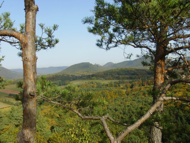 „Buntsandstein Höhenweg“ Blick vom Dimberg auf den Trifels | Foto: Thomas Funck