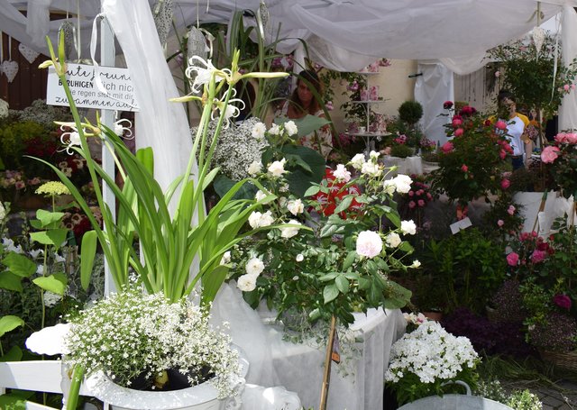 Perfektes Sommerfeeling.  | Foto: B.Bender