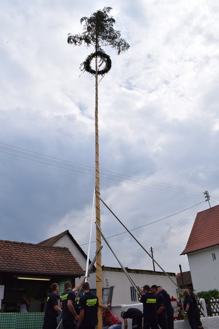 Kerzengerade. Der Kerwebaum muss nun lediglich noch sicher befestigt werden.  | Foto: B.Bender